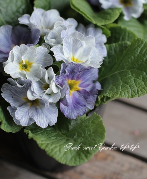 <i>Primula</i><BR><BR>�����Ѥ�롪�ץ���<BR>�إ֥롼�٥꡼�ѥ�åȡ�