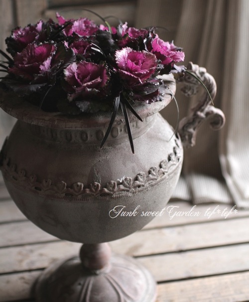 亀甲牡丹 実生 鉢植えメルカリ便送料込み 匿名配送 アフリカ亀甲竜 実生3苗セット - メルカリ