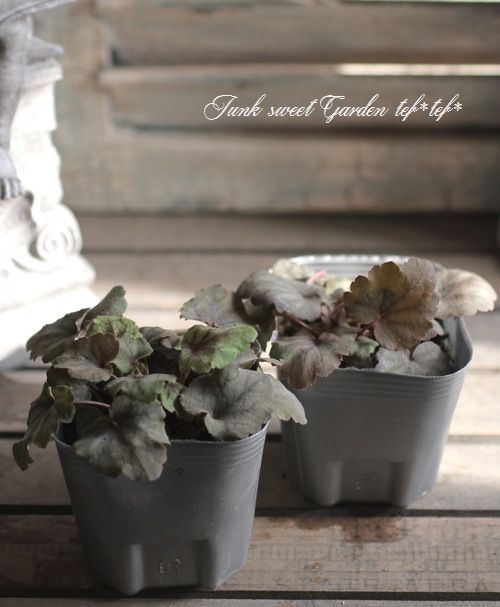 <i>Heuchera hybrid</i><BR><BR>PWҥ塼 إ꡼󥹥ѥ