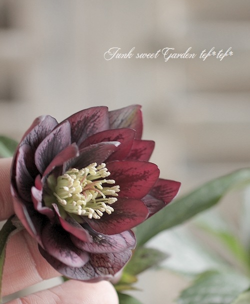 046 クリスマスローズ　開花株 クリスマスローズ開花株 DDグロッシーカラー☆シャガール系グロ