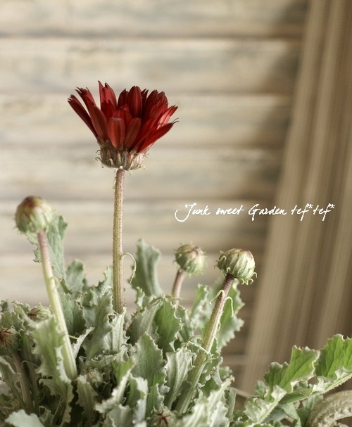 ֹͤ ȥ إ磻󥫥顼