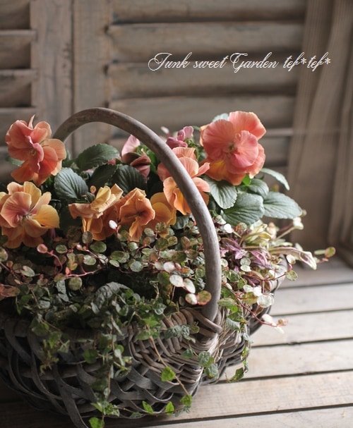 tef*tef*寄せ植え<BR>2015 * no.1 *<BR><BR>八重咲きパンジーの