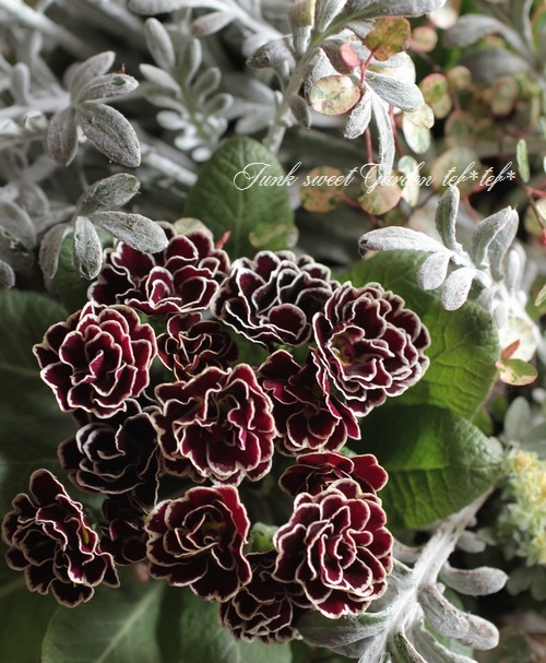 tef*tef*�󤻿���<BR>>2015 * no.9 *<BR><BR>Ȭ�ťץ������ӥ���