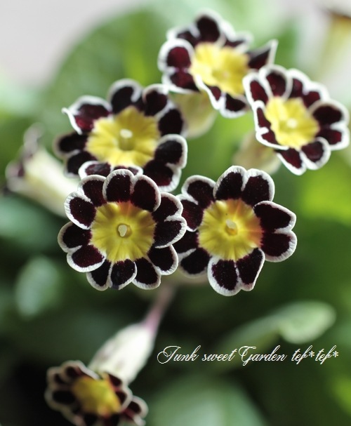 <i>Primula</i><BR><BR>����ƥ������ץ���<BR>����ϡإ���С��졼����