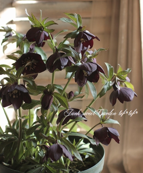 ⭐︎　ブラックローズのみ i>Helleborus</i><BR><BR>富山県・松浦園芸さんの<BR>クリスマスローズ