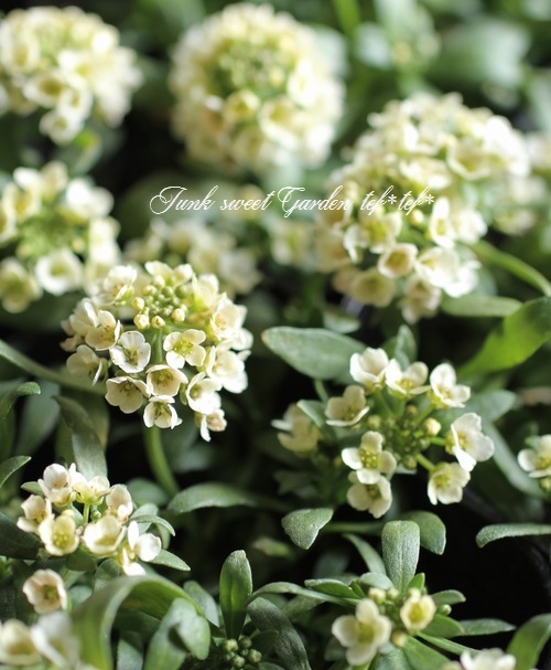 <i>Lobularia hybrid</i><BR><BR>ȡå إܥ꡼