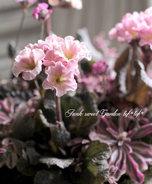 tef*tef*�󤻿���<BR>2015 * no23. *<BR><BR>Ƽ�եץ���ߥ֥ꥭ���å�