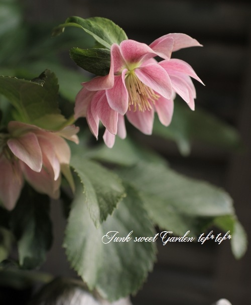 クリスマスローズ 楽天市場】【現品4株セット】クリスマスローズ ダブル咲き 3.5号 4株