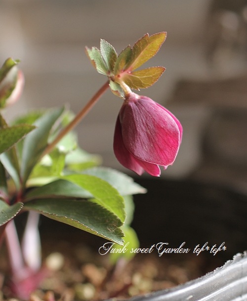 ✱RIKO✱　クリスマスローズ クリスマスローズ達 2023年の記録｜🍀GreenSnap（グリーンスナップ）