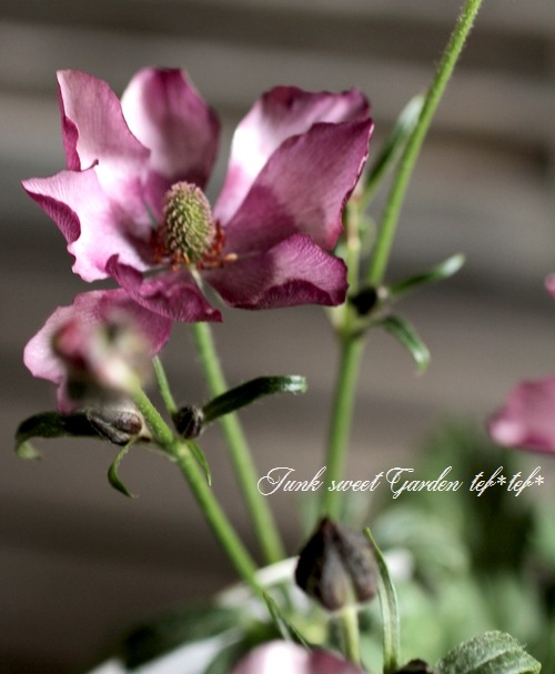 ラナンキュラス ラックスシリーズ 『エウロペ』 綾園芸さん育種！生産