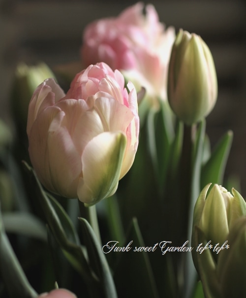 i>Tulipa Foxtrot </i><BR><BR>冷蔵処理で花持ち抜群！チューリップ<BR