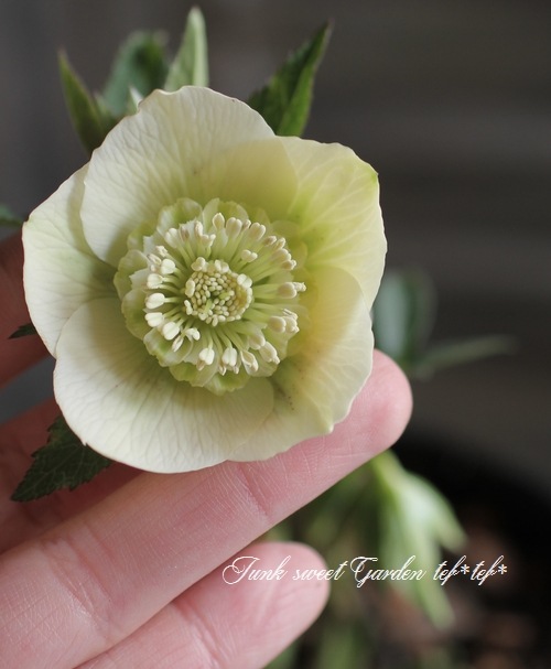 4655 整形オフホワイトセミダブルクリスマスローズ　開花株 本日18時頃よりクリスマスローズ開花株を販売いたします。 今回は