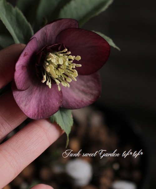 ★極上！ソレイユ　レッド★札付き★クリスマスローズ開花株 ☆ラベル有り☆美しいくっきり覇輪☆ソレイユレッド☆クリスマスローズ