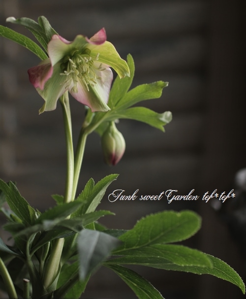 クリスマスローズ種　原種　リグリクス　強香　セルフ交配　5粒　ラスト imgrc0109862137.jpg