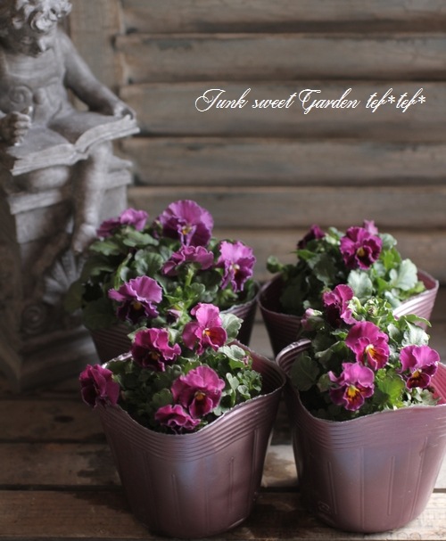 i>* Luxury Selection *</i><BR><BR>平塚弘子さん育種ビオラ<BR>未命名