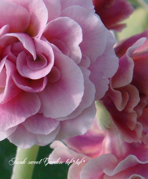 銘品プリムラ・オーリキュラ スタンダードダブル系 『ニンフ