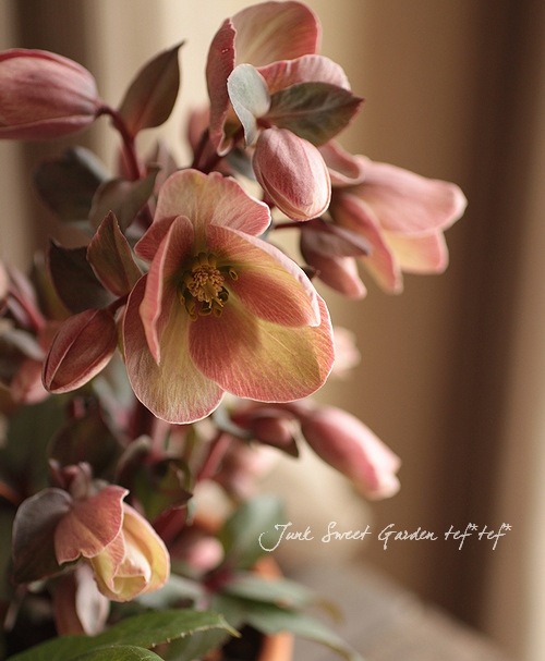 i>Helleborus hybridus <BR>'Pink fris'</i><BR><BR>シックな