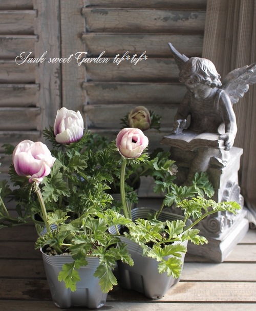 アネモネ400ml♪ 2年物！PREMIUM】 アネモネ・ポルト 『パール』 | すべての商品