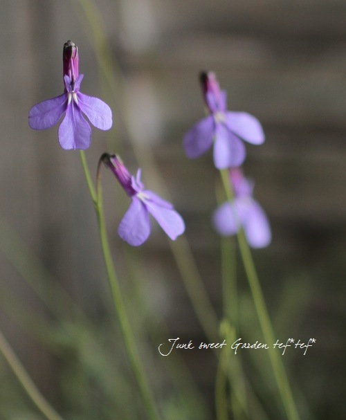 ٥ꥢ إץ󥻥֥롼 ١