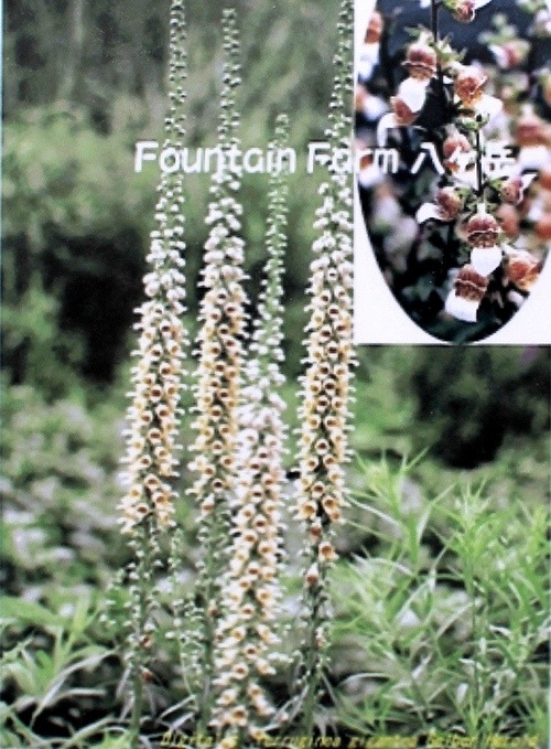 <i>Digitalis obscura</i><BR><BR>�������ꥹ���ե��륮�ͥ�<BR>�إ���С��ϥ���ɡ�