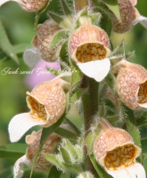 <i>Digitalis lanata</i><BR><BR>�������ꥹ���饿����<BR>�إ��ե����꡼���