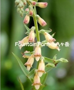 <i>Digitalis 'Red Skin'</i><BR><BR>���������֤Υ������ꥹ<BR>�إ�åɥ������