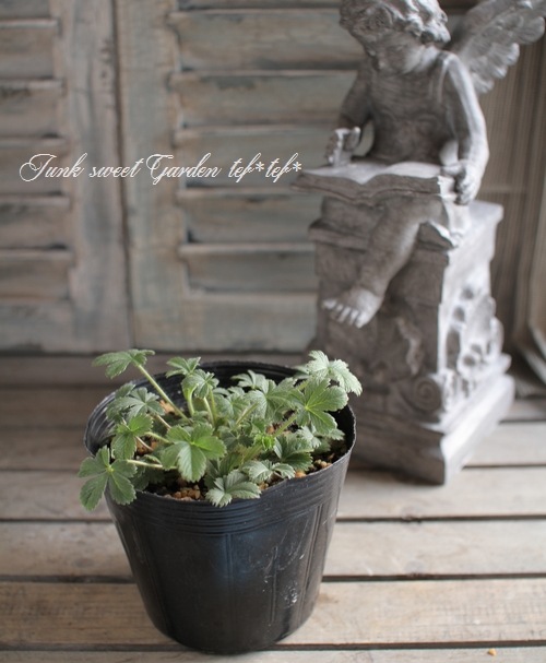 ポテンティラ・ネパレンシス .『ヘレンジェーン』 植え込み用 | すべて