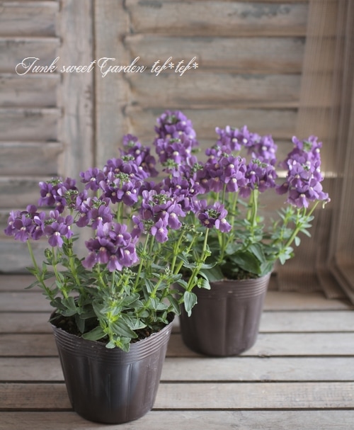 四季咲き性！宿根ネメシア ニモ 『ブルー』 | すべての商品 | | Junk