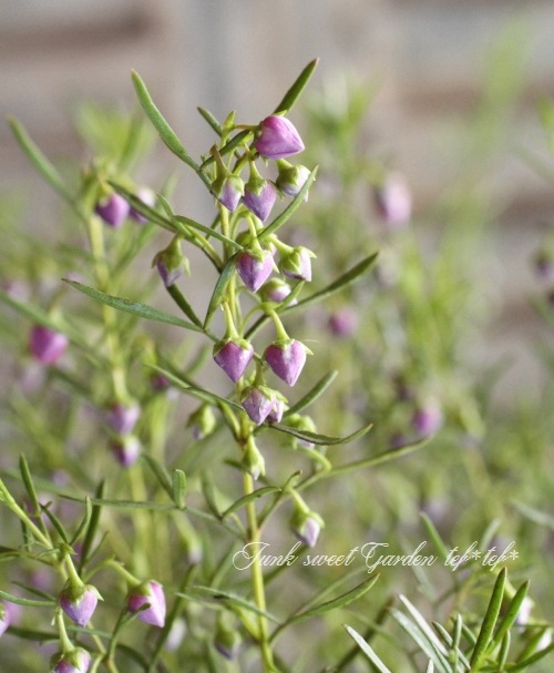 �ܥ��˥� �إ֥롼�������֡� �������Ĳ֡�