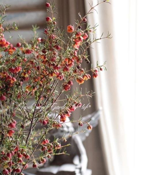<i>Boronia ��Harlequin��</i> <BR><BR>���NO1���ܥ��˥�<BR>�إϡ��졼������� No.1