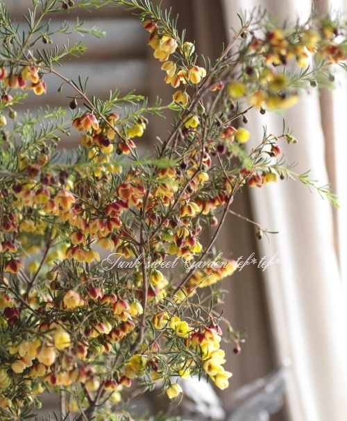 <i>Boronia ��Harlequin��</i> <BR><BR>���NO1���ܥ��˥�<BR>�إϡ��졼������� No.2