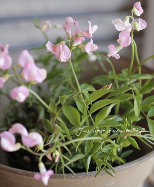 <i>Perennial sweet pea</i><BR><BR>�������ɺ������ȥԡ�<BR>�إ饷�饹���ԥ󥯡٤ȡإѡ��ץ�٤�MIX����