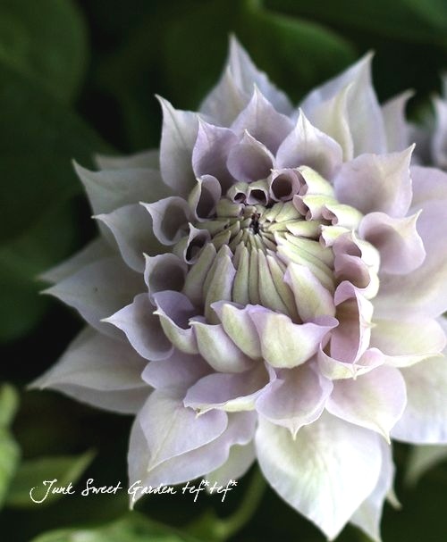 <i>Clematis Belle of Walking</i><BR><BR>ޥ<BR>إ٥롦֡󥰡