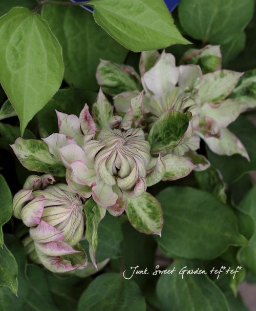 i>Clematis </i><BR><BR>八重咲きクレマチス<BR>アンティーク色『春姫 i>Clematis </i><BR><BR>八重咲きクレマチス<BR>アンティーク色『春姫