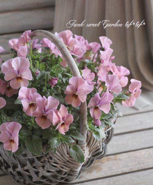 3.11 �����ƥ�.�ץ���������<BR><BR>pink�ӥ���Τ������� no.2