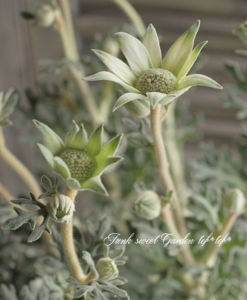 <i>Actinotus helianthi</i><BR><BR>�ե��ͥ�ե�<BR>�إե��󥷡����Ρ���