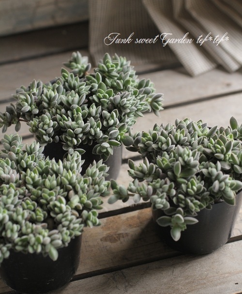 <i>Crassula remota</i><BR><BR>¿ʪ<BR>å顡إ⡼