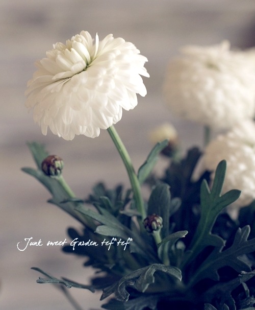<i>Argyranthemum</i><BR><BR>���ʼ�ޡ�����å�<BR>�إޥ륳���å���