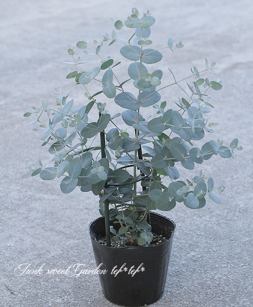 大苗♥　ユーカリグニー　ユーカリ　爽やかな　ユーカリの木 ユーカリ 銀世界 花木苗 3.5号/1個売り ユーカリの苗 ユーカリの