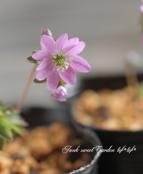 山野草】 バイカカラマツ 『大輪ピンク』 | すべての商品 | | Junk