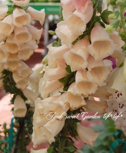 <i>Digitalis</i><BR><BR>����ѥ����ʼ� �������ꥹ<BR>�إ���᥷���󡦥ԡ�����