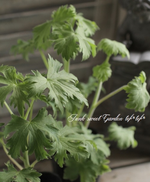 <i>Delphinium</i><BR><BR>�ǥ�ե��˥��ࡦ���֥�<BR>�إ������ȥϡ��ȡ�