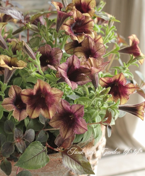 i>Petunia x hybrida</i><BR><BR>ペチュニア・ヨコハマ<BR