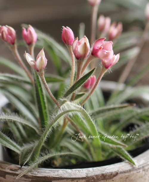 八重咲きアッツ桜 ・ロドヒポキシス 『チューリップ咲き』 | すべての