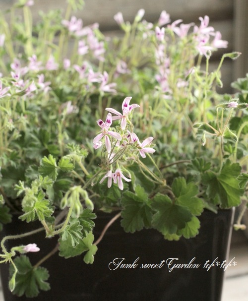 Fugue Muskara Pelargonium ムスカラペラルゴニウム フエギア1833｜Muskara Pelargonium ムスカラ ペラルゴニウム