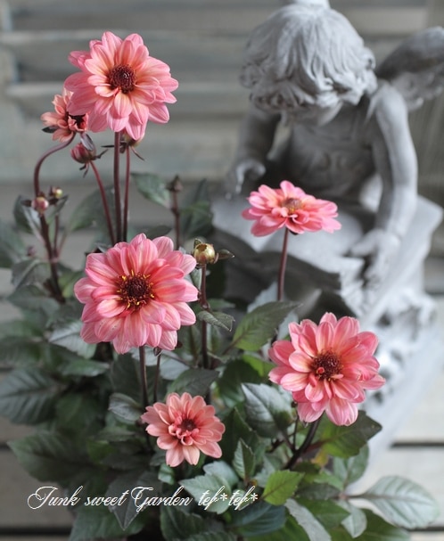 i>Dahlia hybrid</i><BR><BR>宿根・銅葉プチダリア<BR>兆シリーズ<BR