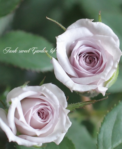 �ߥ˥Х顡�إ����󥿡��ޥ��å��١�����