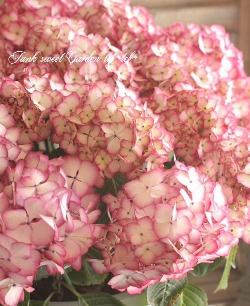 <i>Hydrangea</i><BR><BR>����ȭ�����۲�<BR>��BENI�ѡ��ץ��
