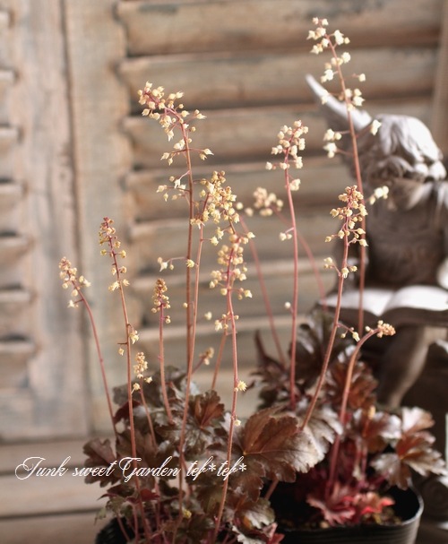 <i>Heuchera hybrid</i><BR><BR>ҥ塼<BR> إСǥ