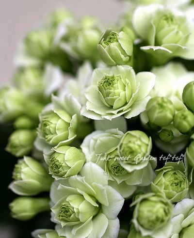 <i>Kalanchoe</i><BR><BR>äο<BR>󥳥<BR>إѥ-륰꡼-